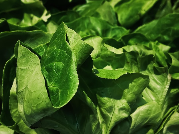 Insalata verde come sfondo di alimenti biologici sani verdura fresca alla dieta e all'agricoltura del mercato degli agricoltori