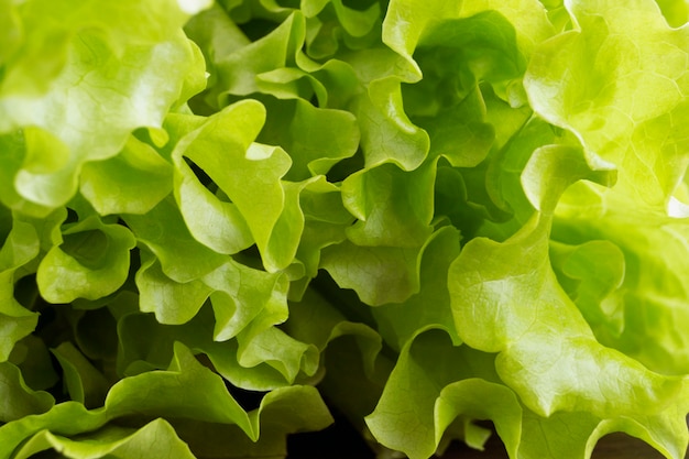 Insalata verde fresca avvicinamento.