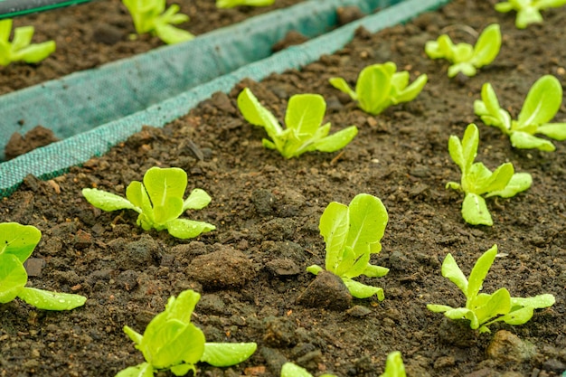 Insalatina in allevamenti biologici