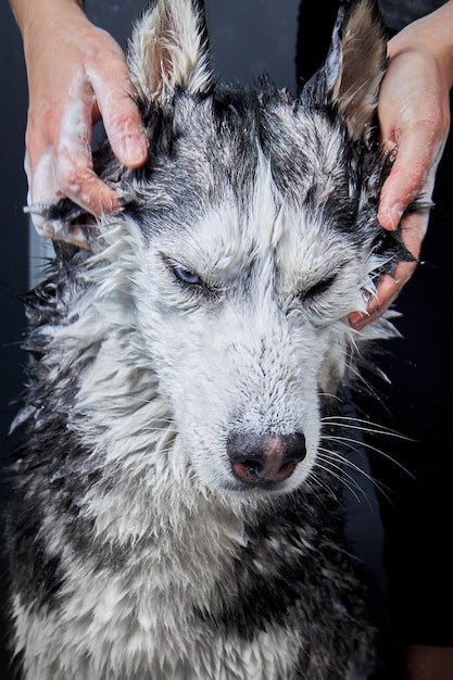 Insaponare le mani il lavaggio del cane cane husky