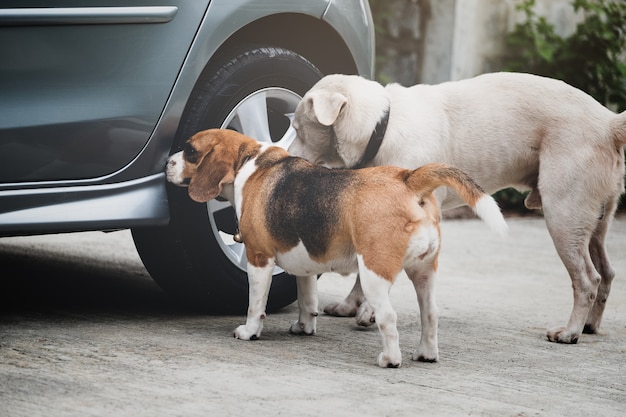 Insegua l'odore del cane da lepre e controlli intorno alla ruota di automobile prima della pipì