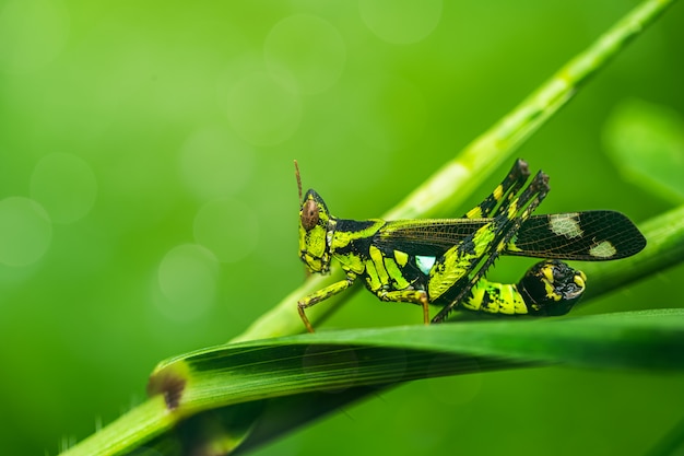 Insetti cavalletta sull&#39;erba.