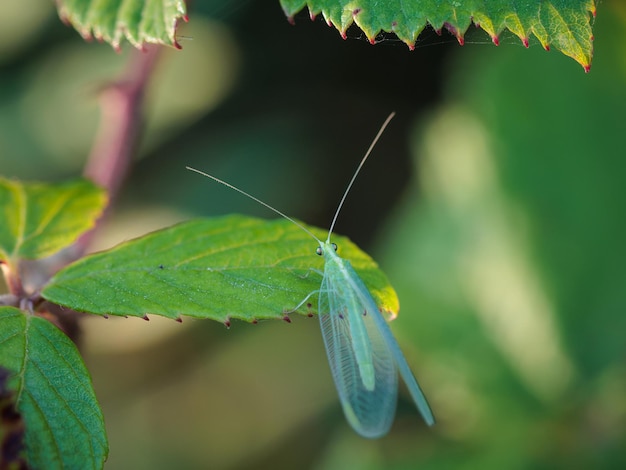 Insetti Green Lacewing nel loro ambiente naturale