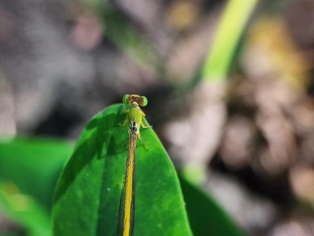 insetti libellula