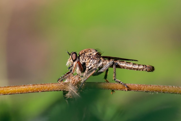 Insetti rapinatori sulla pianta