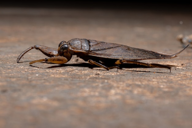 Insetto acquatico gigante adulto del genere Lethocerus