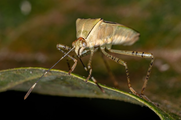 Insetto adulto dai piedi di foglia del genere Hypselonotus