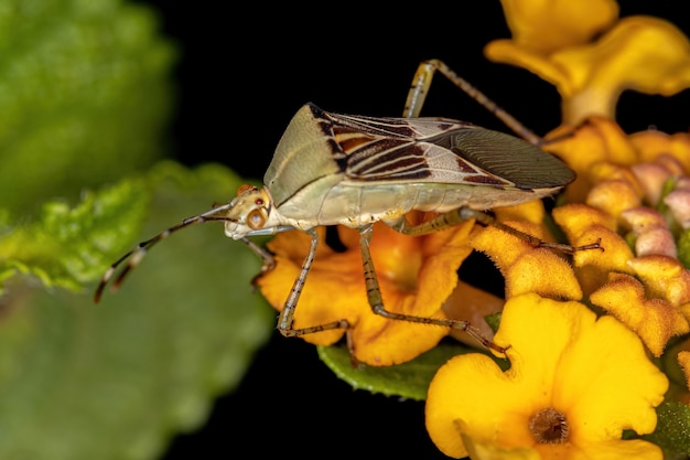 Insetto adulto del genere Hypselonotus su una pianta di Lantana