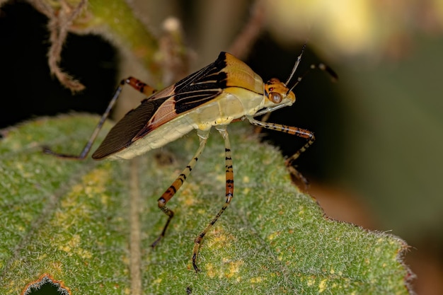 Insetto adulto della specie Hypselonotus fulvus