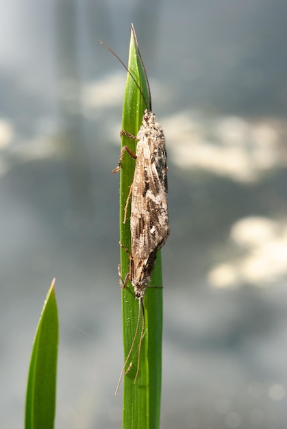 Insetto Caddisfly adulto dell'ordine Trichoptera