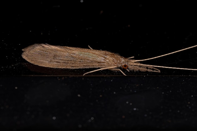 Insetto Caddisfly adulto