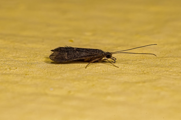 Insetto Caddisfly adulto