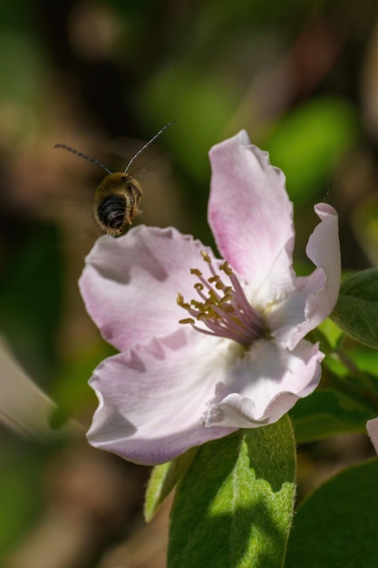 Insetto che vola vicino a fiori bianchi con pistilli e foglie verdi su uno sfondo di foglie verdi