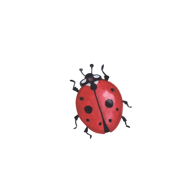 Insetto coleotteri realistico isolato su sfondo bianco Illustrazione di coccinella disegnata a mano ad acquerello per il design