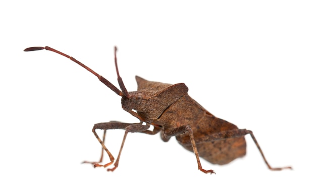 Insetto del bacino, coreus marginatus, su bianco isolato