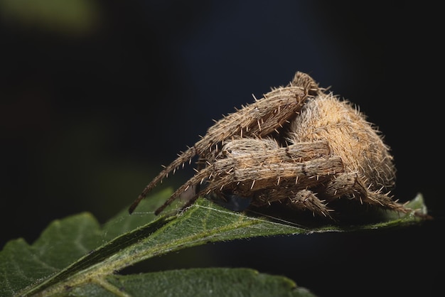 insetto dettaglio sfondo web foglia naturale