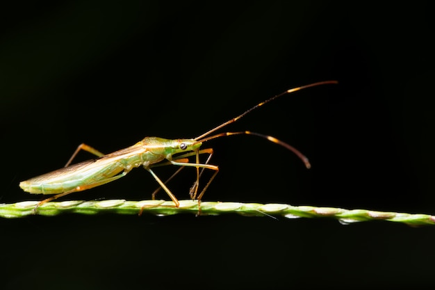 Insetto di macro sfondo sulla foglia