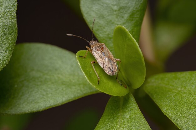 Insetto di seme adulto della sottofamiglia Orsillinae su una portulaca comune pianta della specie Portulaca oleracea