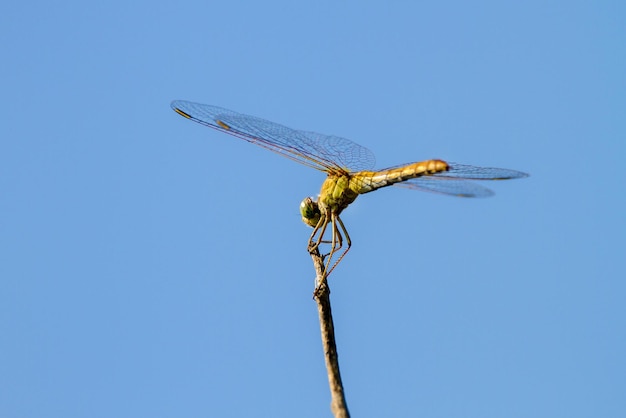 Insetto di una libellula seduta su un ramoscello di albero