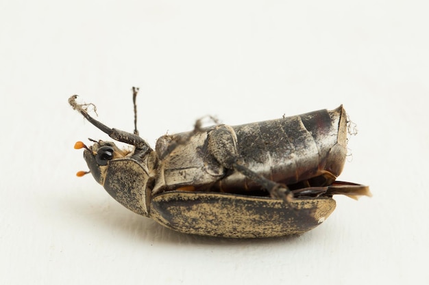 Insetto fiore screziato scarabeo Protaetia fusca isolato su sfondo bianco