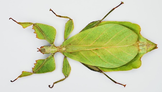 Insetto foglia Phyllium celebicum isolato su bianco. Incredibile verde grande insetto tropicale come foglia