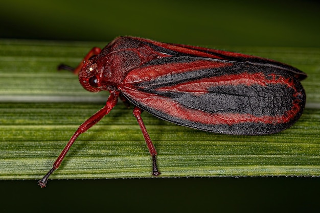 Insetto Froghopper adulto della famiglia Cercopidae