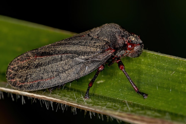 Insetto Froghopper adulto della famiglia Cercopidae