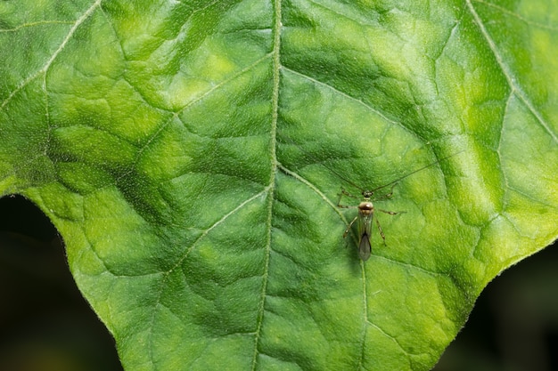 Insetto gambe lunghe