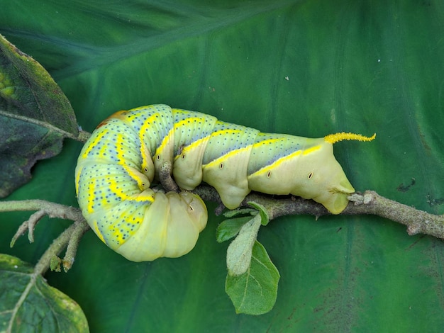 Insetto hawkmoth della testa della morte africana