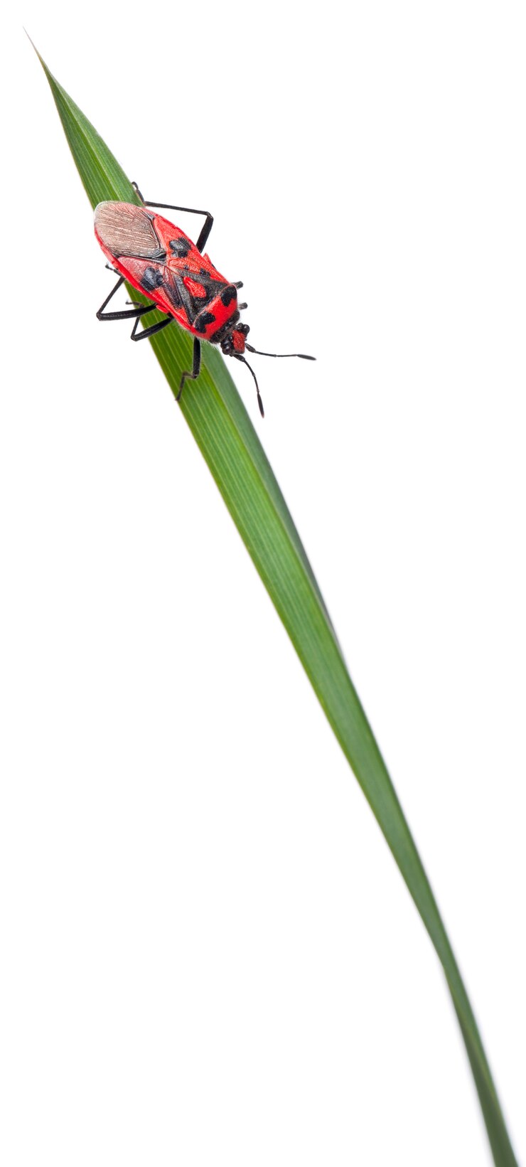Foto insetto inodore della pianta (corizus hyoscyami) su un filo d'erba