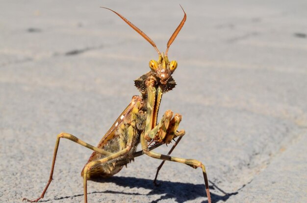 Insetto intelligente adulto di colore marrone Mantis Religiosa