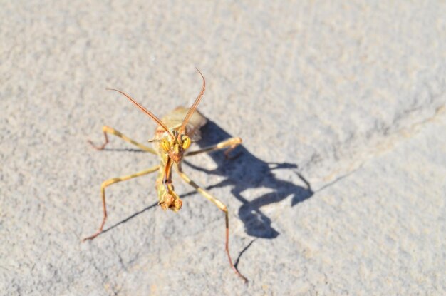 Insetto intelligente adulto di colore marrone Mantis Religiosa