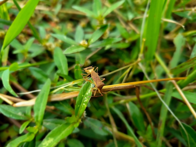 Insetto leptocorisa oratorius sul fiore zinnia elegan