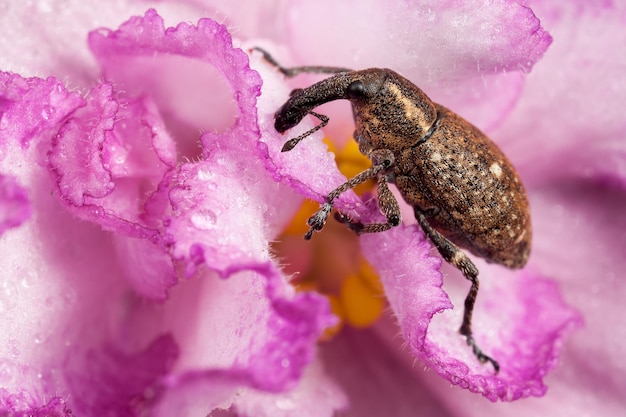 Insetto marrone di polydrusus sul fiore rosa.