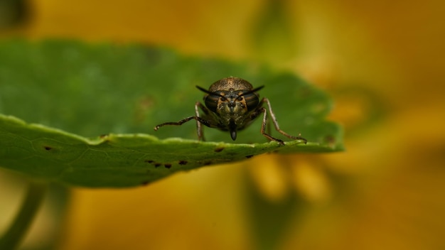 Insetto nero e giallo Mosca Sierra del Sen del Campo Adurgoa gonagra