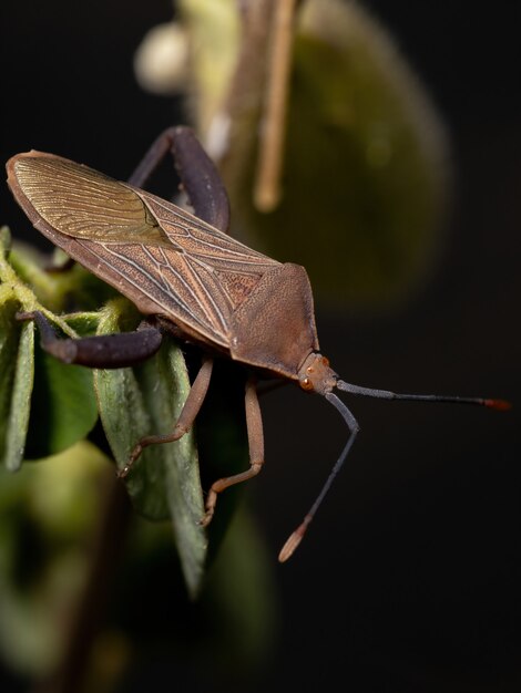 Insetto piedifoglia adulto della specie Athaumastus haematicus