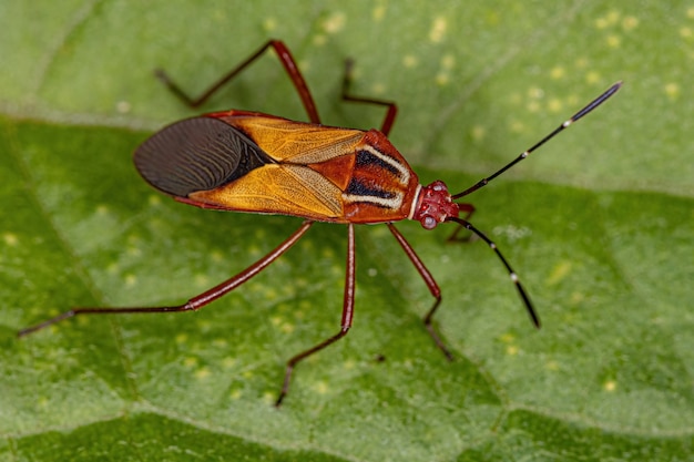 Insetto piedifoglia adulto della specie Hypselonotus interruptus