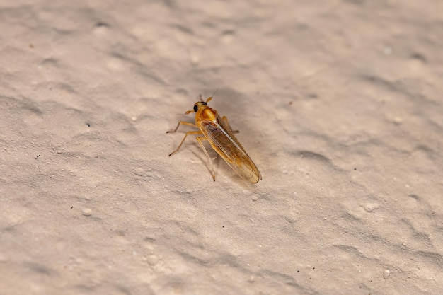 Insetto Planthopper Delphacid adulto