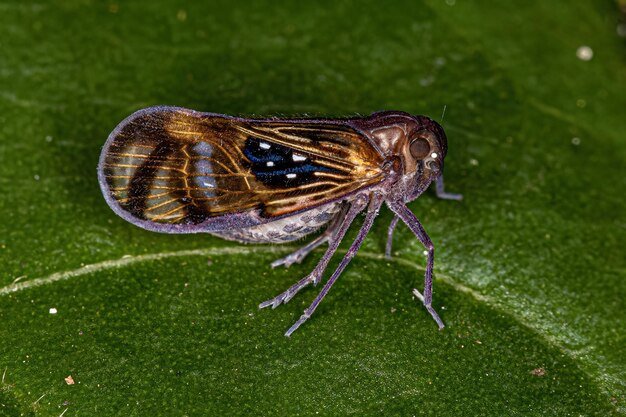 Insetto Planthopper piccolo adulto