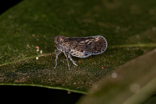 Insetto Planthopper piccolo adulto