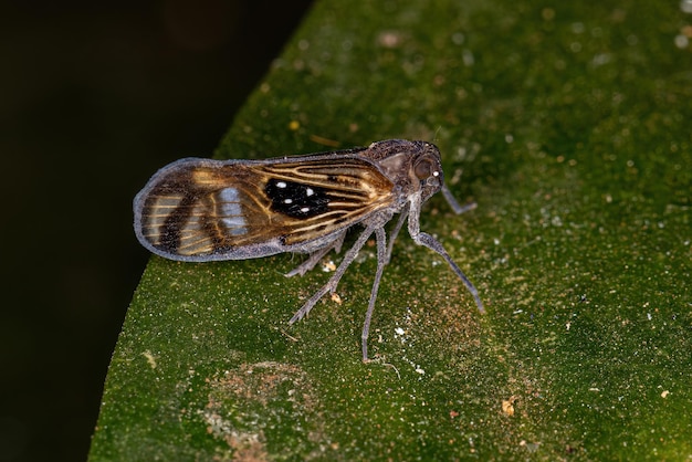 Insetto Planthopper piccolo adulto