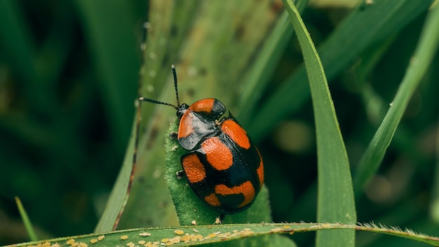 Insetto rosso e nero su macchie di erba verde