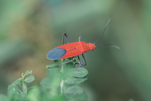 Insetto rosso su un ramo