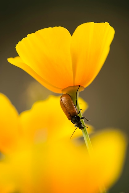 Insetto rosso sul gambo del fiore di papavero dorato