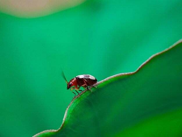 insetto scarafaggio macro natura mosca foglia animale closeup