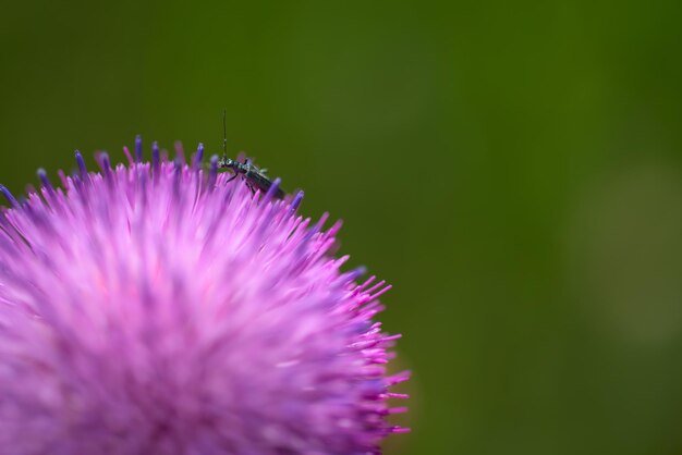 Insetto seduto su un fiore su uno sfondo di natura