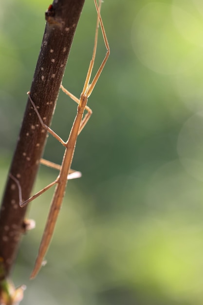 insetto stecco che cammina su un ramo. Biodiversità e conservazione degli habitat e delle specie di insetti