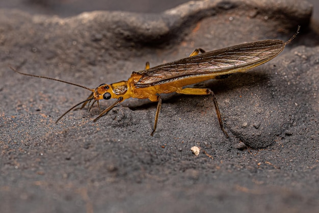 Insetto Stonefly comune adulto