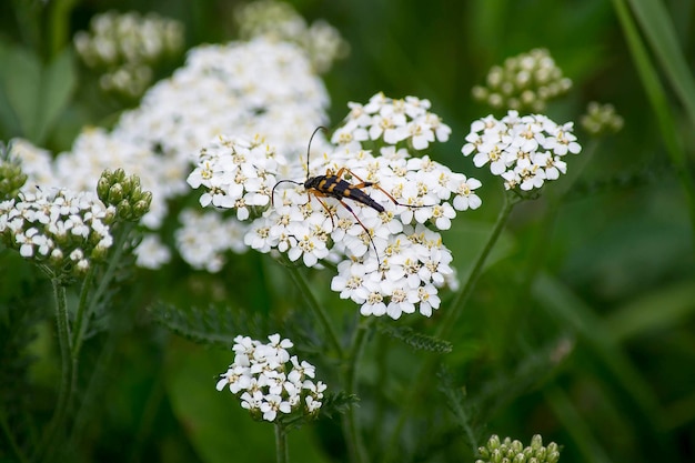 Insetto Strangalia attenuata su fiori di achillea