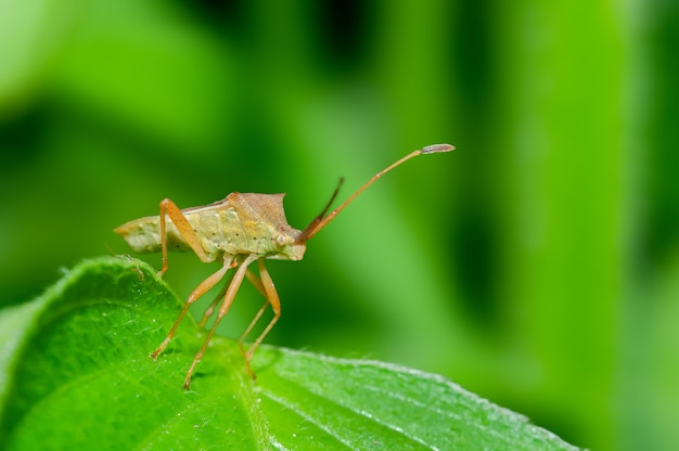 Insetto su una foglia in habitat verde